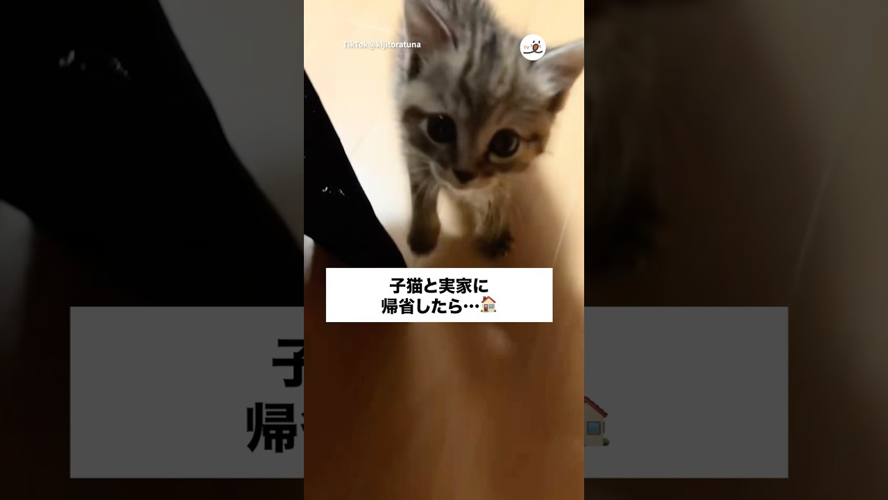 犬派一家を猫派に変えた子猫｜PECO