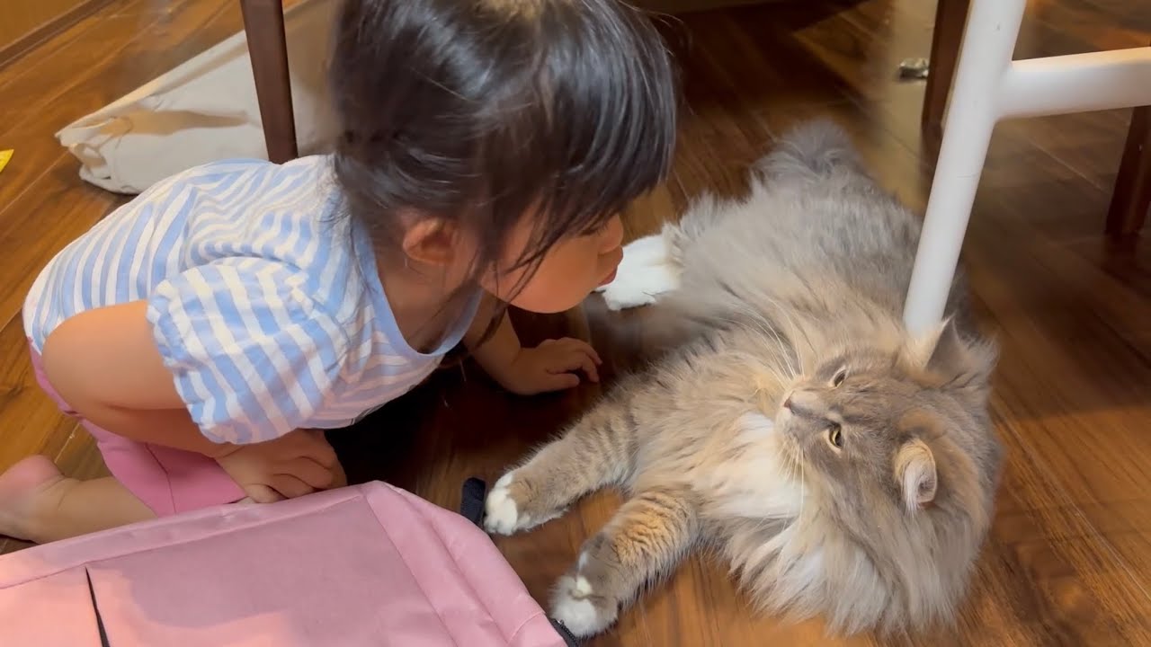 泣き声がすると鳴いてお知らせする猫　ラガマフィンA cat will meow to let you know when it hears crying. Ragamuffin