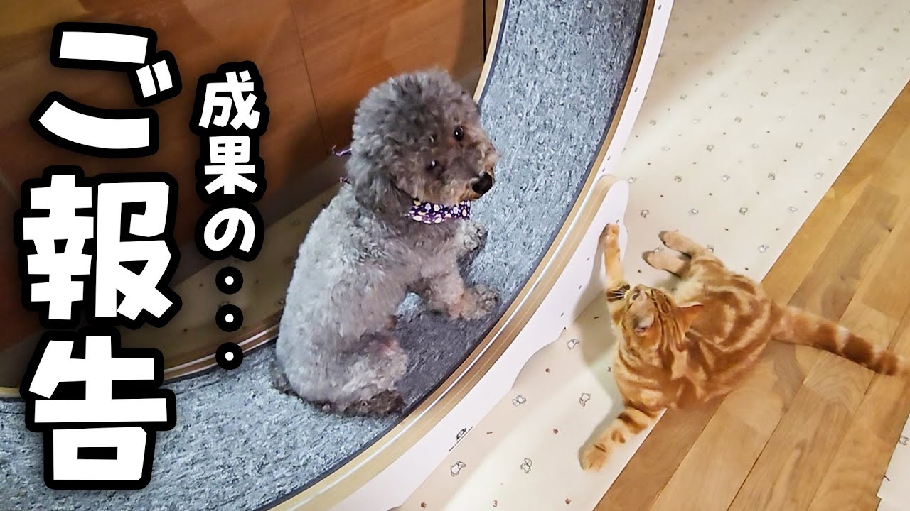 犬が子猫と半年間一緒に回し車を練習した結果こうなった...２
