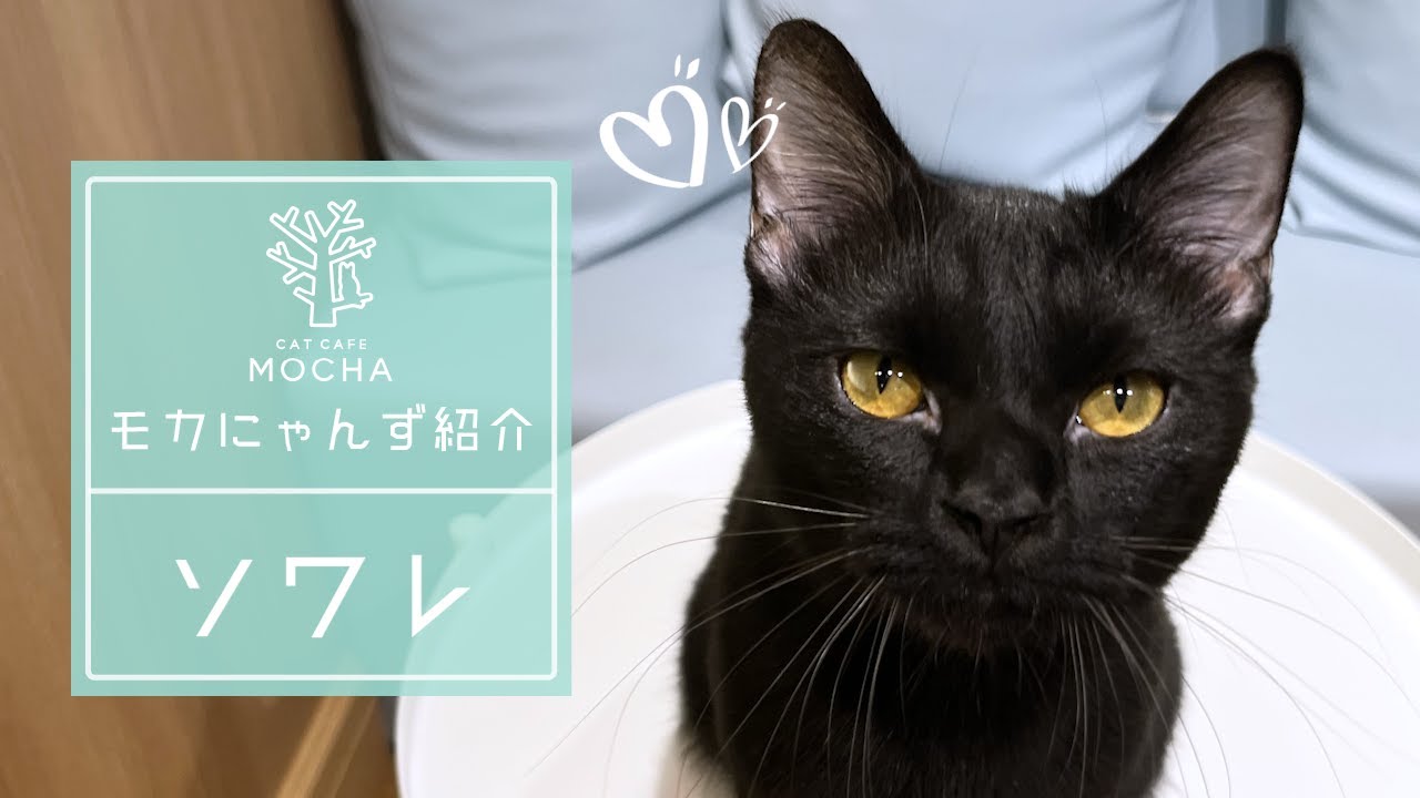 ソワレ（ボンベイ♂）吉祥寺店