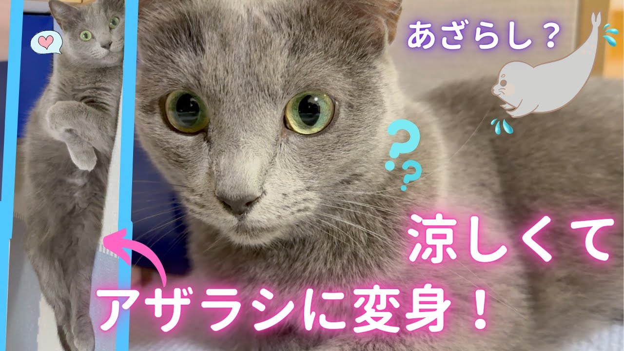 【猫ロシアンブルー】そらちゃん❤️涼しくてアザラシに変身❤️ #russianblue #ロシアンブルー #かわいい猫 #可愛い猫