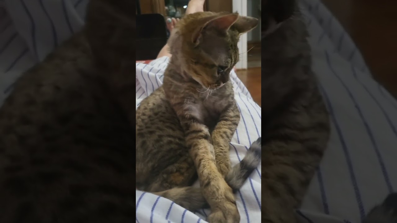 I love Devon Rex children #cat #kitten #cute #devon #devonrex #catbaby #catbabyfunny