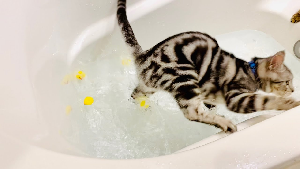お風呂の練習をはじめた猫たち【アメリカンショートヘア】子猫 Cats in the bathtub