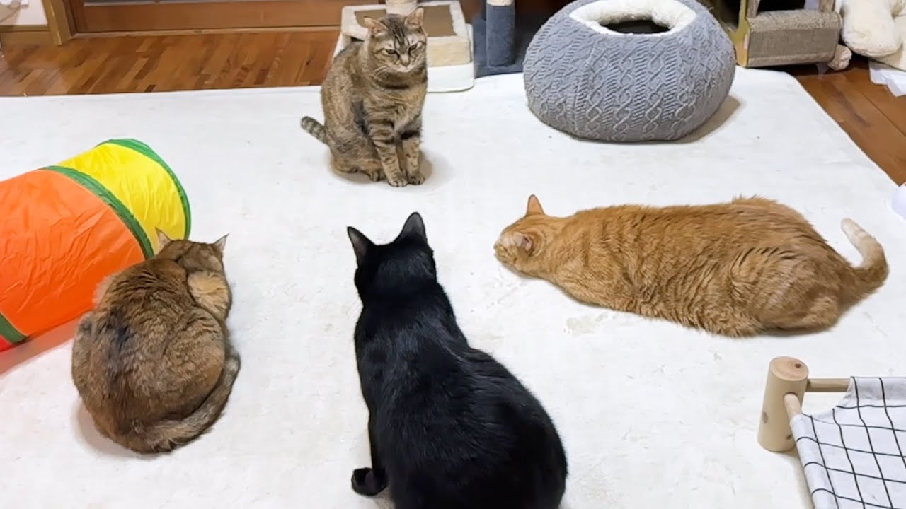 猫の集会を邪魔しちゃった黒猫くんのその後が可愛すぎます