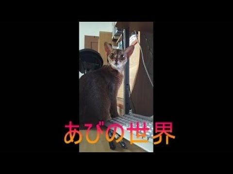 ネコ動画あび＃5177　あびの毎日　アビシニアン　あび