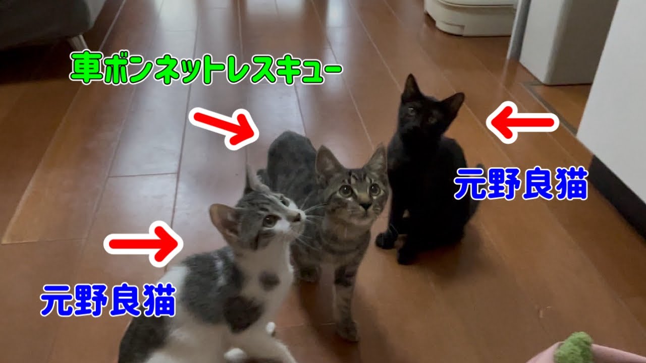 車ボンネットからレスキューした子達や元野良猫の子猫達です