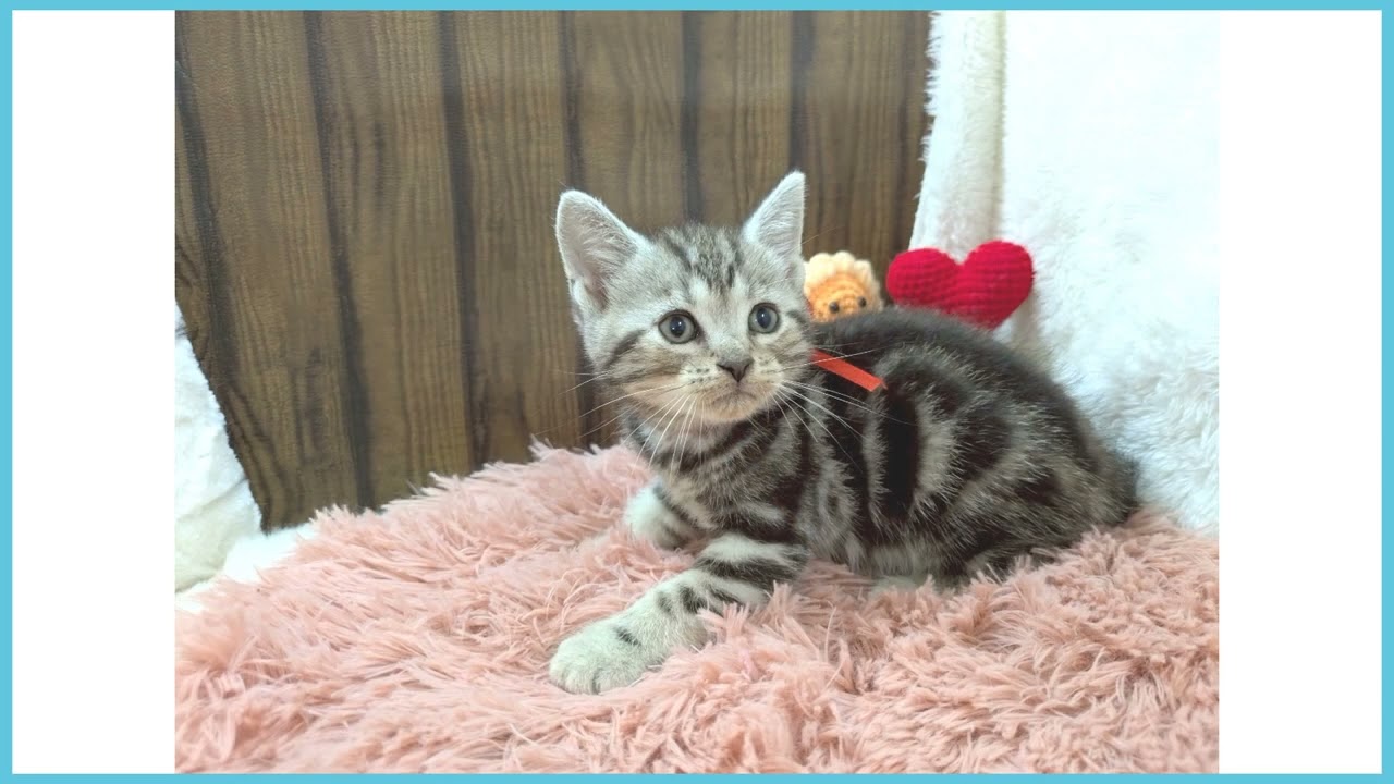 Coo&RIKU　No.00727280 アメリカンショートヘアー