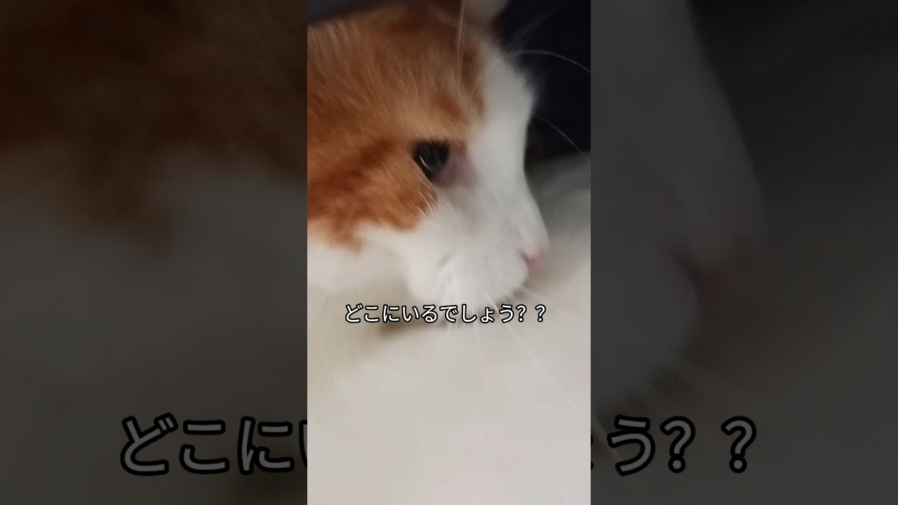 最近のホットスポット #メインクーン #猫 #猫のいる暮らし#cat #mainecoon #catlover​  #catshorts​ #cute​ #cutecat​ #fyp​