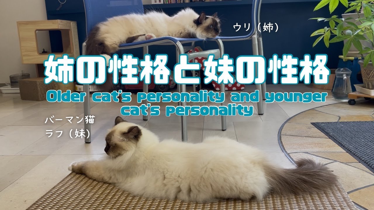 バーマン猫ウリとラフ【姉の性格と妹の性格】Older cat's personality and younger cat's personality（バーマン猫）Birman/Cat