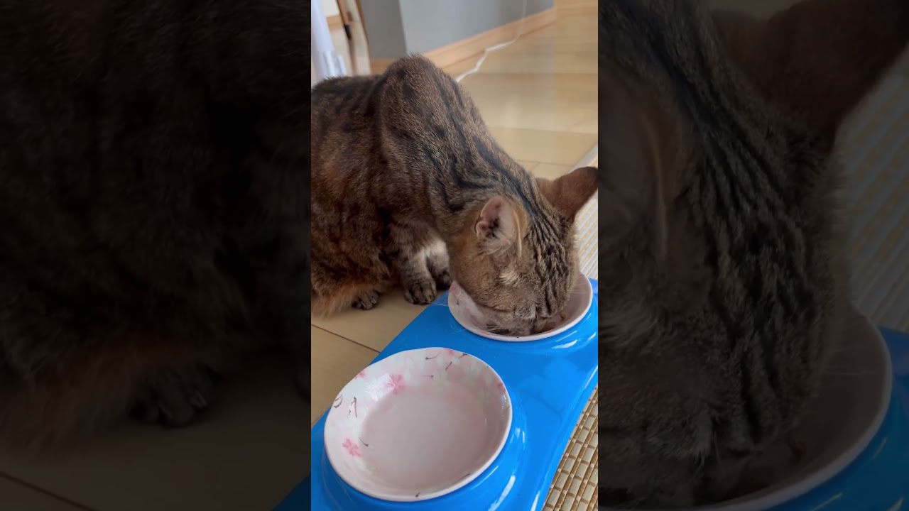 #猫#cat #きじとら猫 #日本猫 #shorts