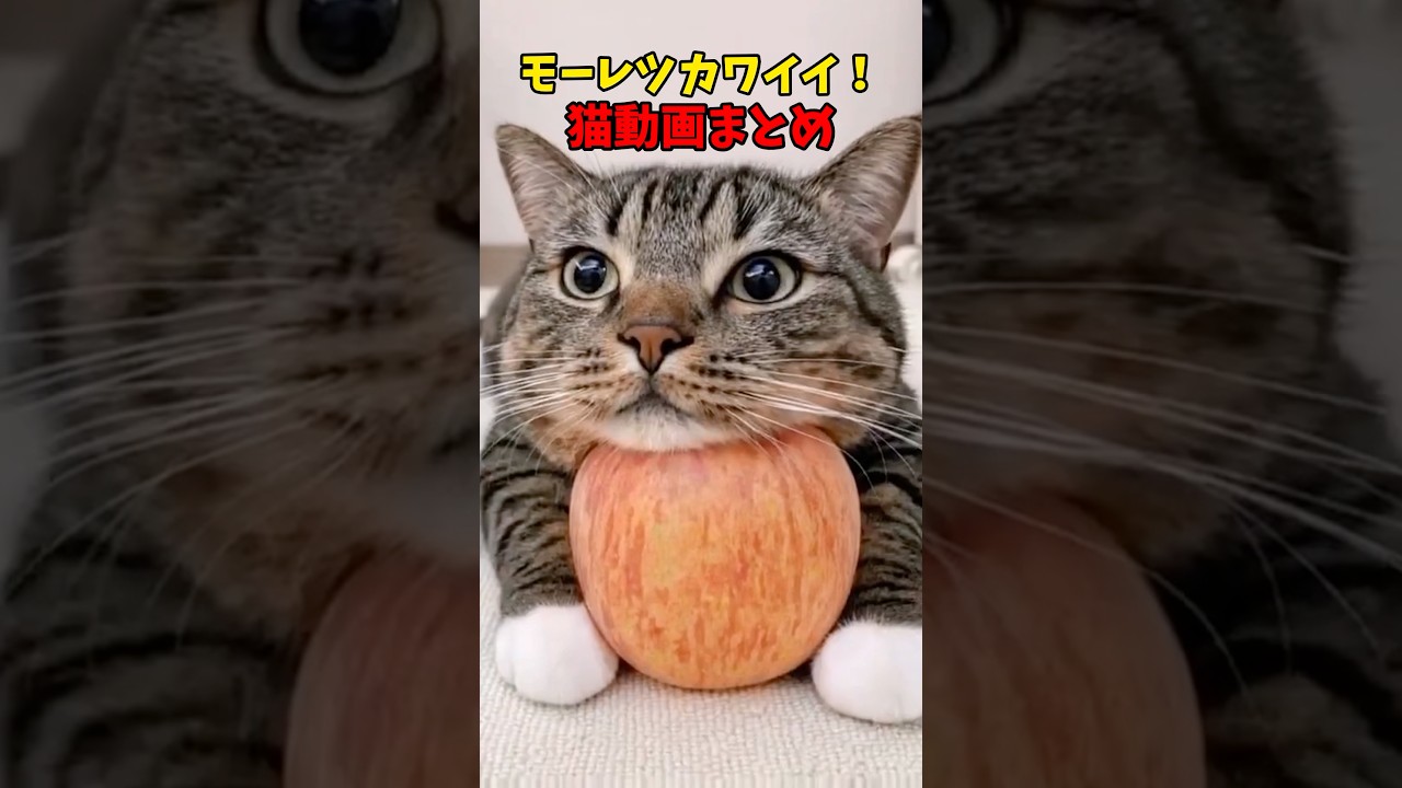 モーレッツ〜😍 #猫 #cat #cats #cute