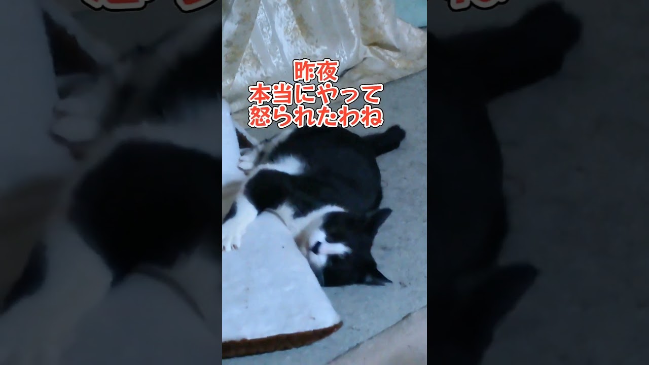 褒められて伸びる子😺#shorts#ハチワレ#コラット#美容体操