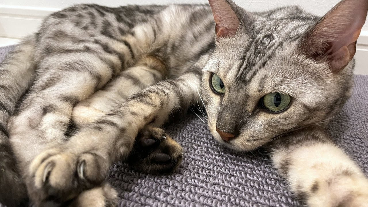 【ベンガル猫の性格①】ベンガル猫はなつかない！？【決定版】