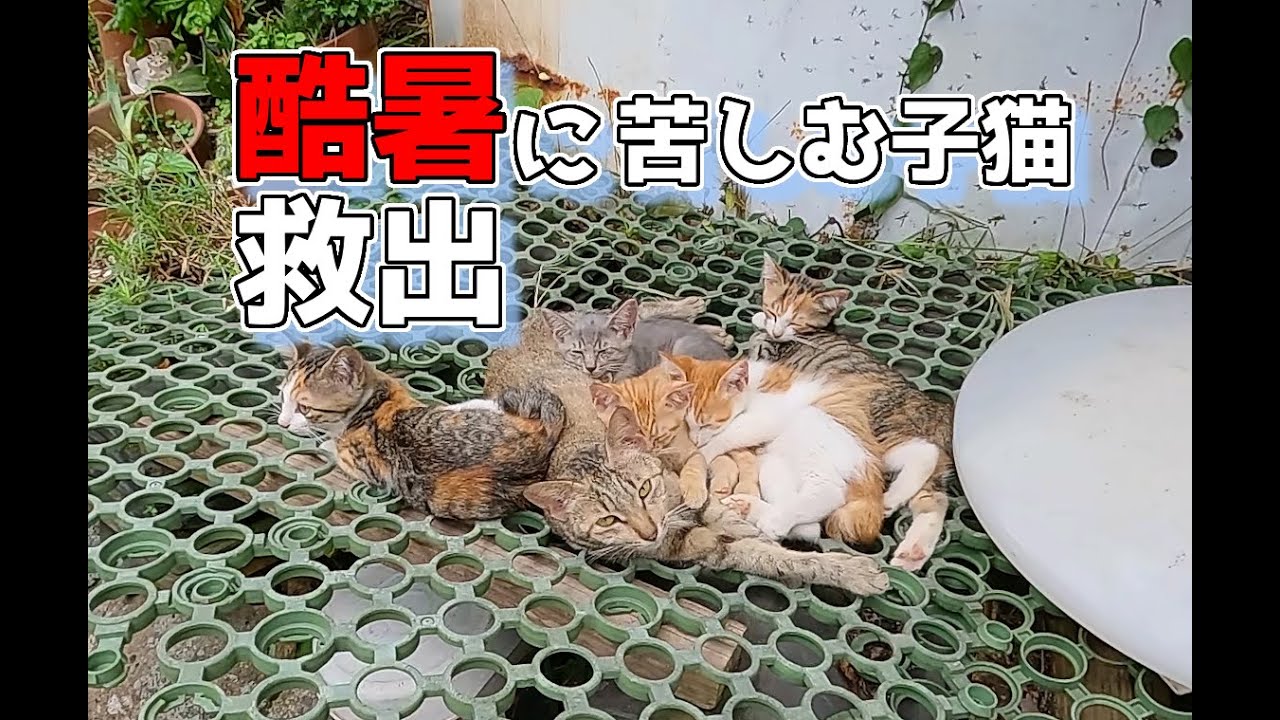 酷暑に苦しむ子猫たち😹救出劇#ねこ #kitten