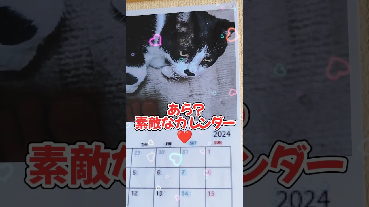 こんな所にも姉ちゃん😺#shorts#ハチワレ#コラット#アフレコ