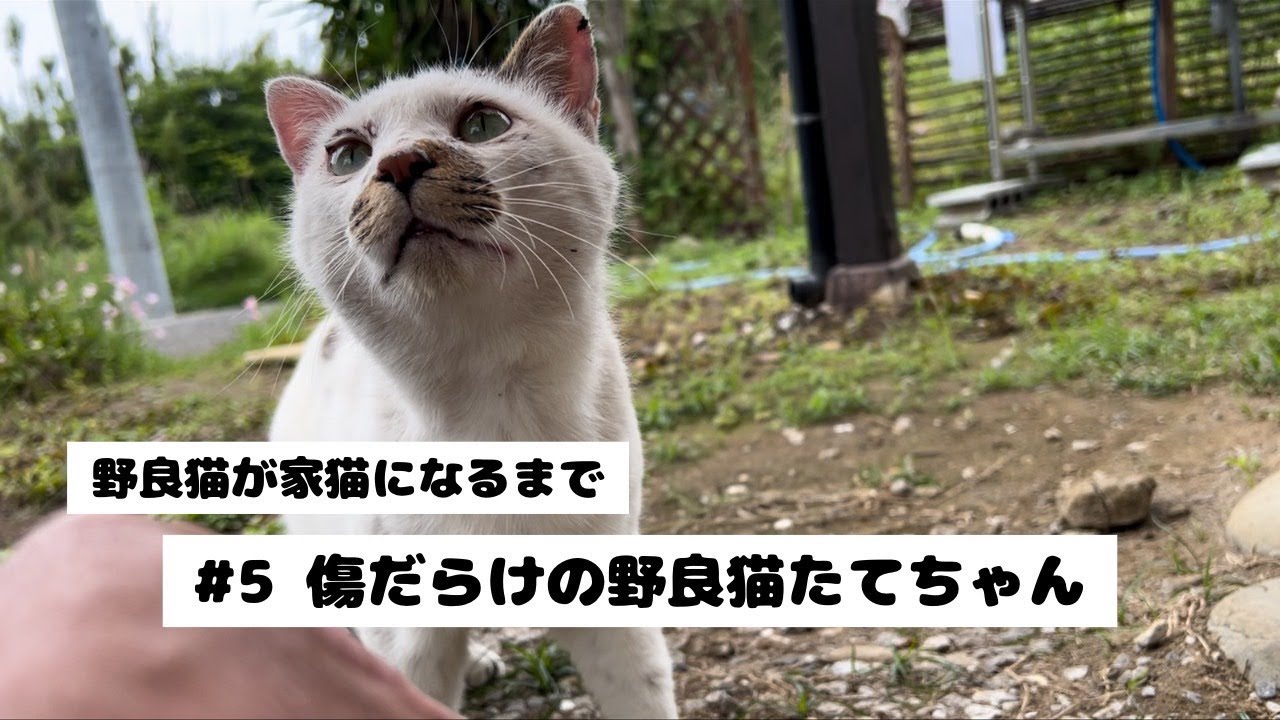 【野良猫が家猫になるまで#5】日常茶飯事なのかも。