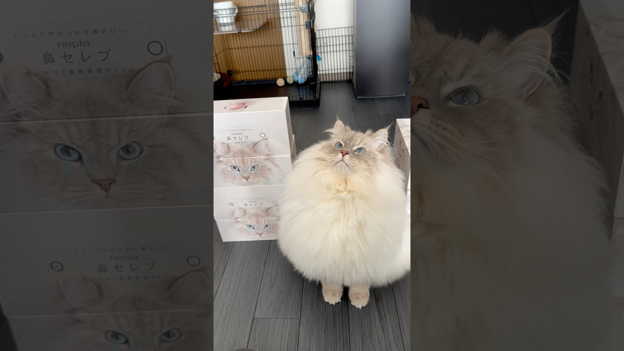 【ご本猫】写真撮影に協力的すぎる猫#cat #サイベリアン #猫 #ネヴァマスカレード #shorts