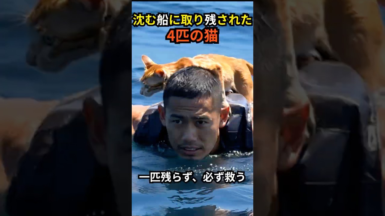 沈む船に取り残された4匹の子猫に起きた奇跡の実話【実話】 #感動実話 #猫の救出 #命を救う勇気