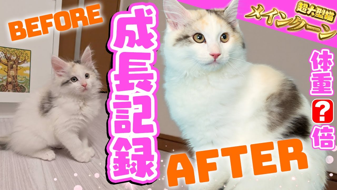 超大型猫メインクーンうららの成長記録🩷