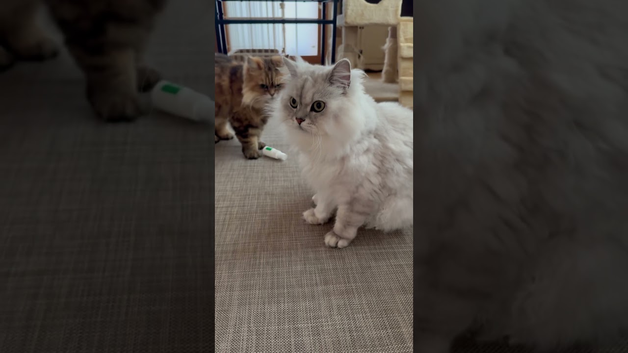【垂直落下🐈‍⬛】#ぽんち#こぽんち#ペルシャ猫#癒し#励まし#可愛い動物#cat