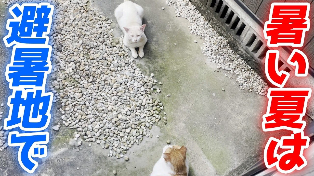 息子猫と避暑地で涼しく過ごす三毛母猫の旦那さん…笑[三毛猫家族]