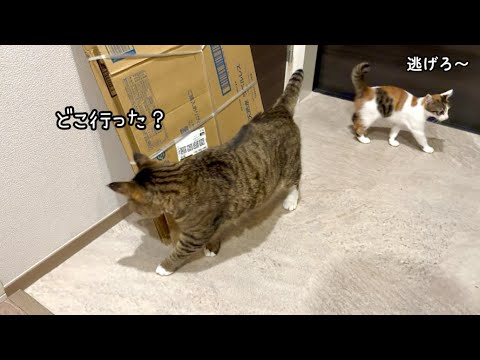 元気すぎる子猫に振り回される母性爆発アザラシ