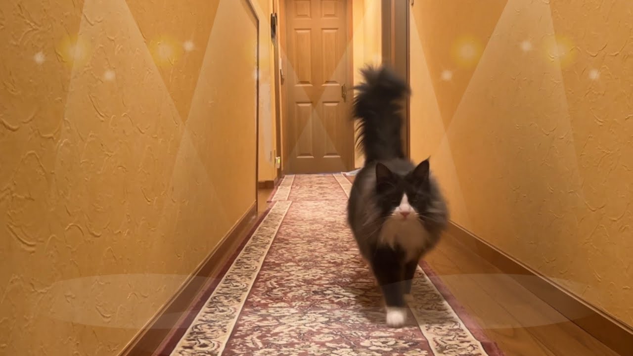 【もふ猫コレクション💖】可愛くウォーキングするもふ猫たちをご覧ください♡ノルウェージャンフォレストキャットとターキッシュアンゴラ♡