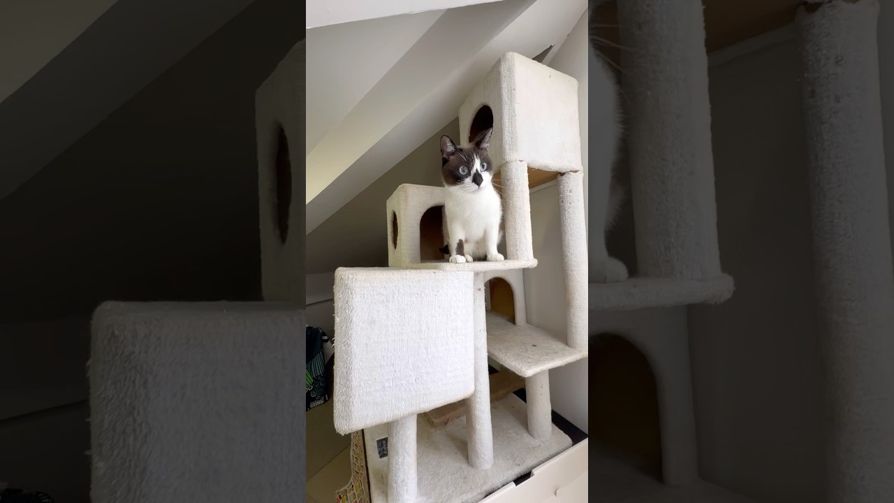 ミックスのチョコレートちゃん、ソマリの十兵衛ちゃん、スコティッシュのきなこちゃん【猫専用ホテル】#cat #shorts