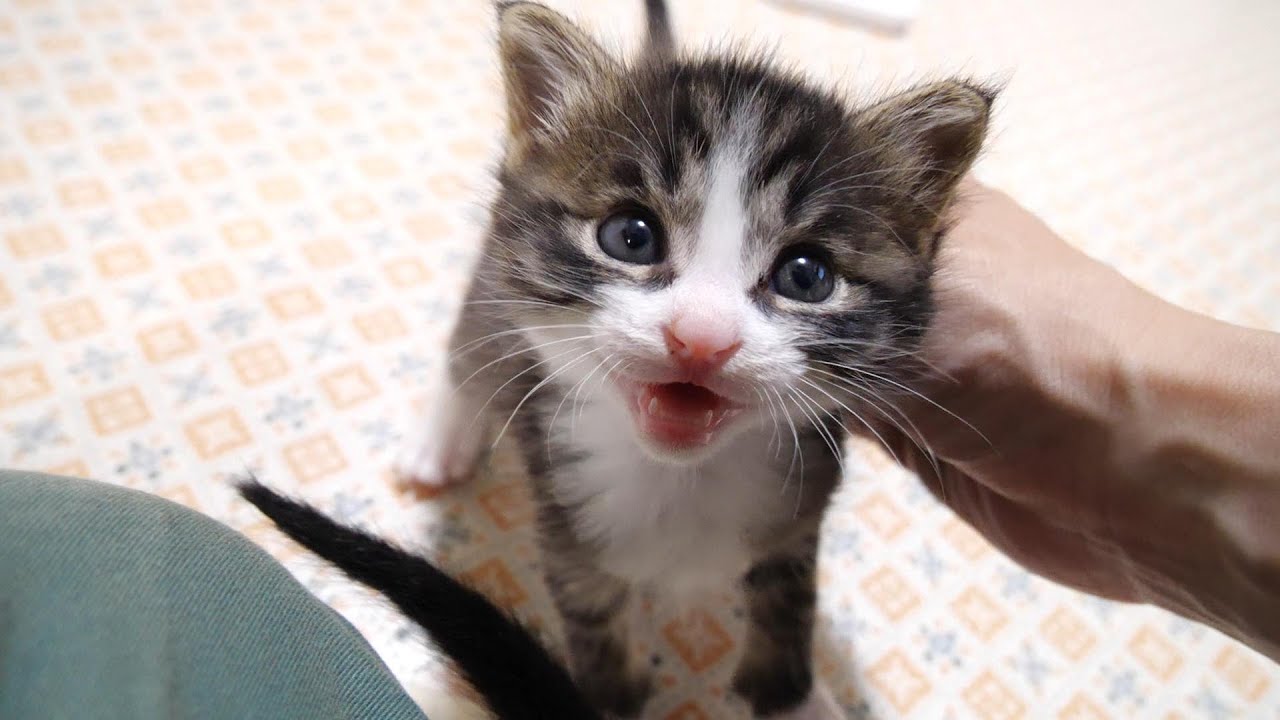 遊び疲れた子猫たちはソファーで仲良くバックハグで眠りにつく【赤ちゃん猫　保護猫】
