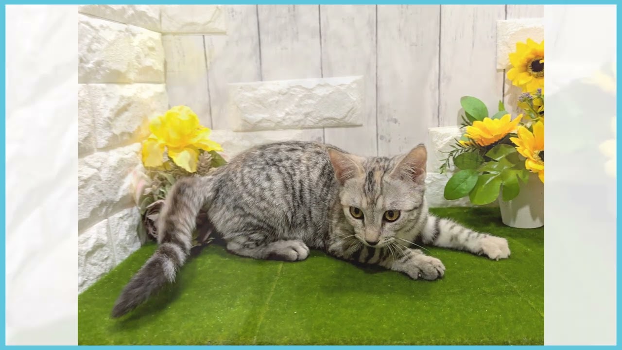 Coo&RIKU　No.00727792 アメリカンカール