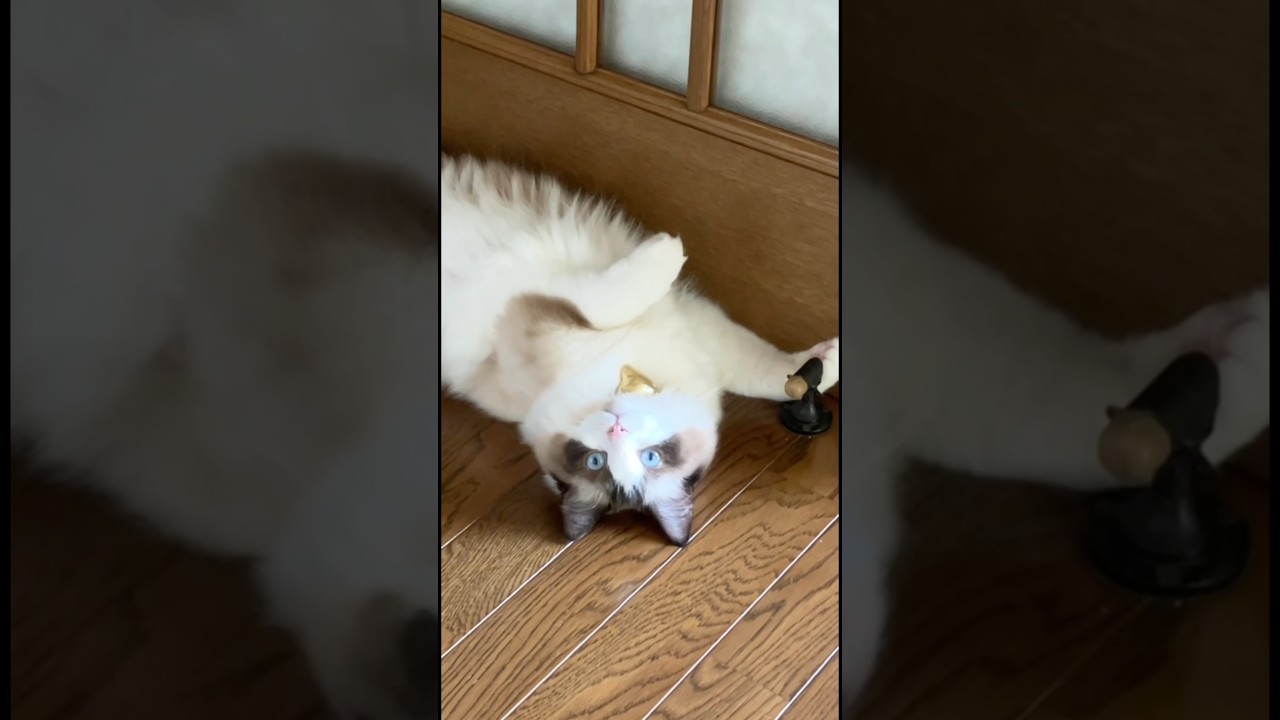 巨大猫ひとり芝居　#猫  #cat  #ラグドール