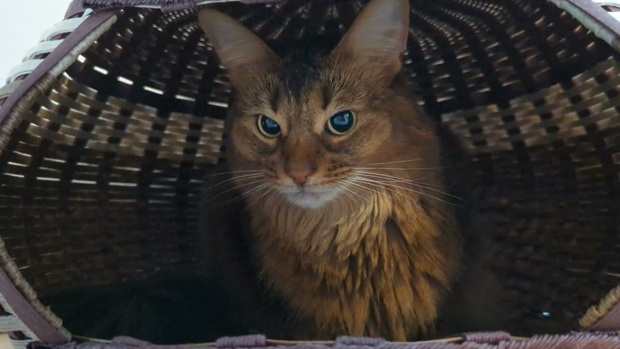 【1297日目】ちぐら #ソマリ #cat