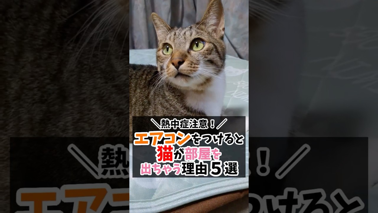 エアコンをつけると猫が部屋を出ちゃう理由５選 #猫のいる生活 #猫好きさんと繋がりたい #エアコン #猫可愛い #猫のいる暮らし #ねこ部