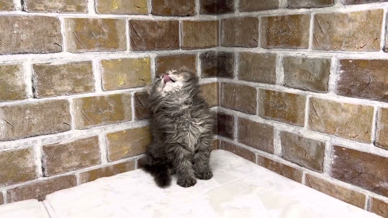 セルカークレックス♀