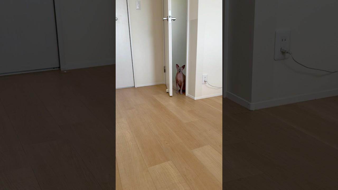 ご機嫌ななめな毛のない猫【スフィンクス】