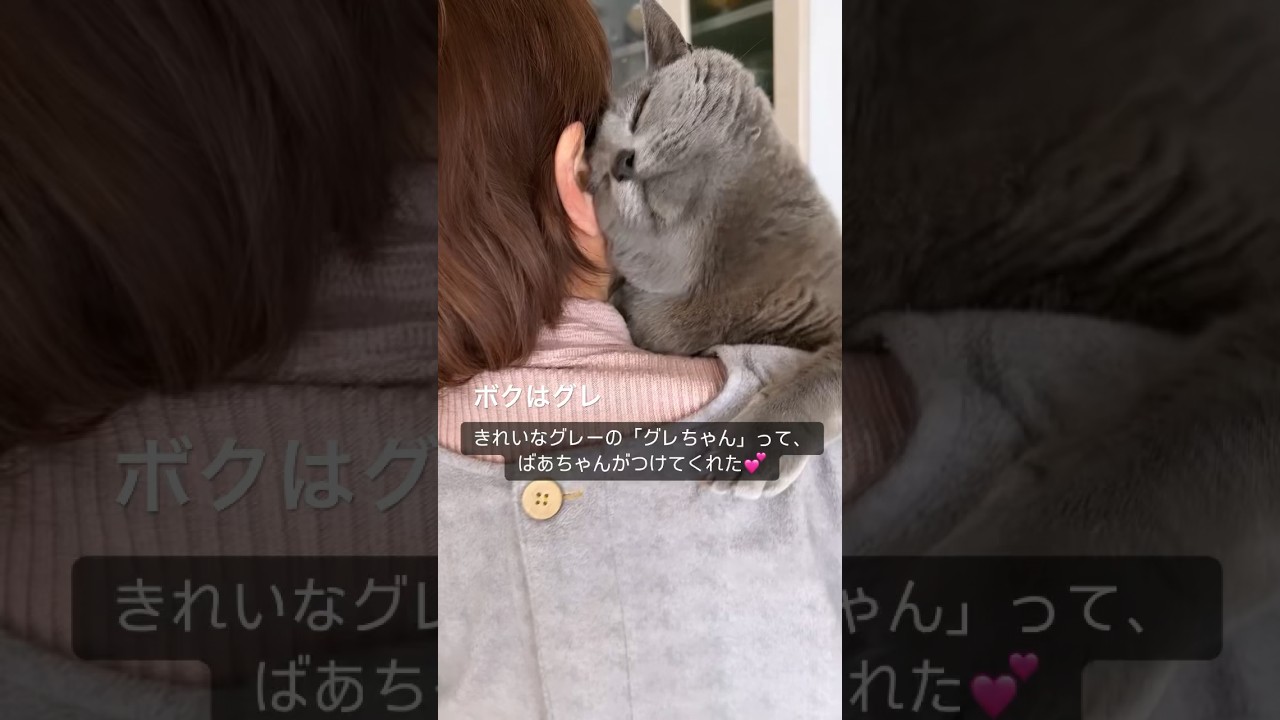 【グレちゃん秘話、ボクしあわせ💕】 #感動 #ばあちゃん大好き #cat #シャルトリュー