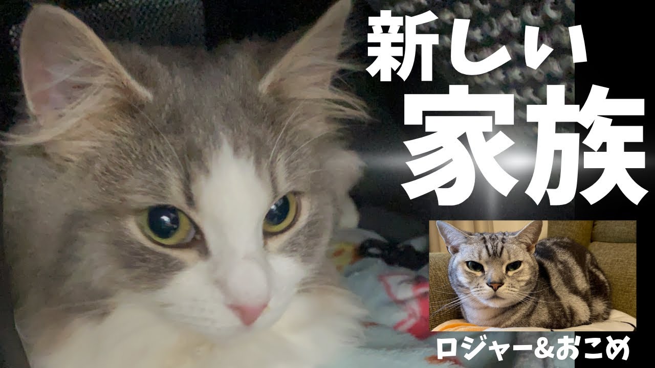 新しい家族としてノルウェージャンフォレストキャットの子猫をお迎えしました【ロジャー&おこめ】