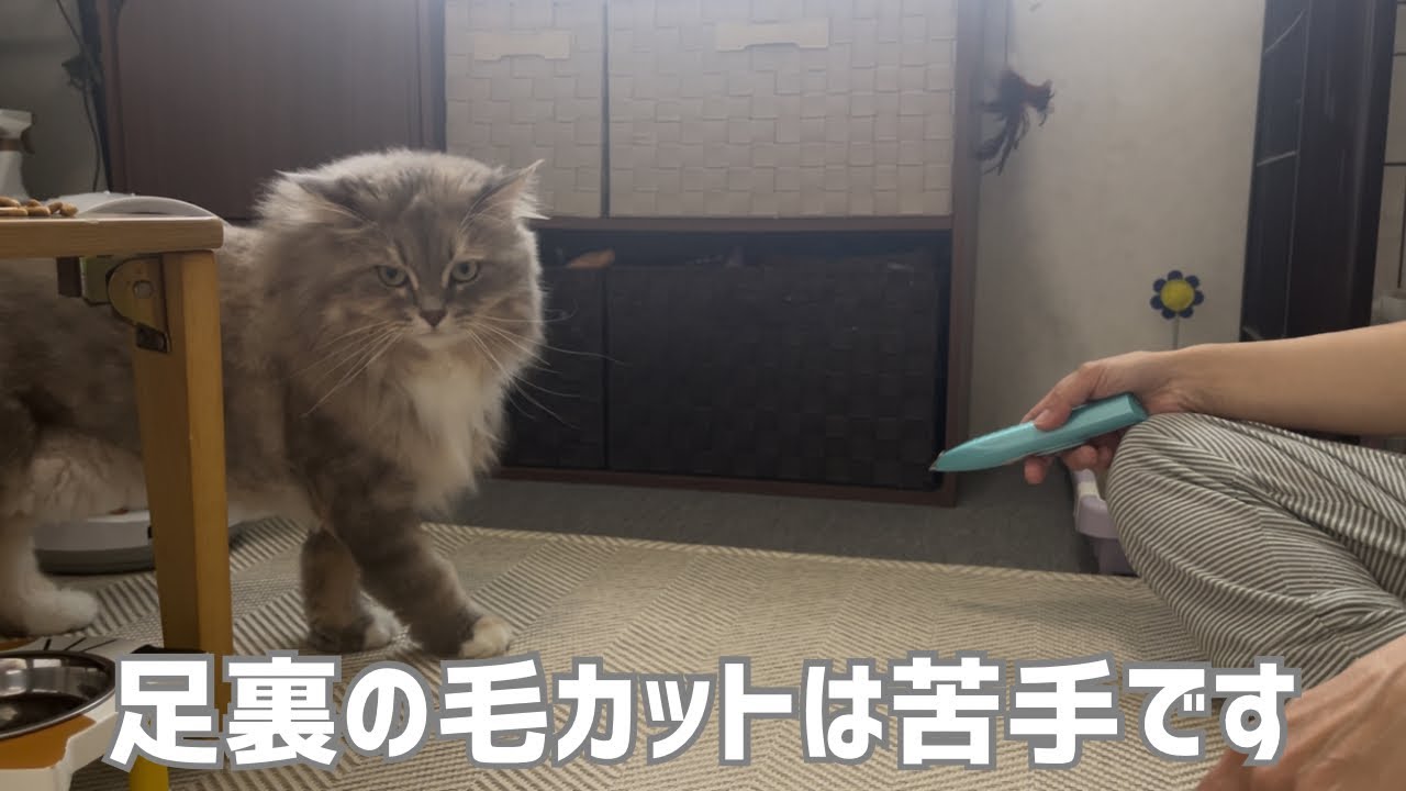足裏の毛カットは苦手な長毛猫ちゃんのサイベリアン