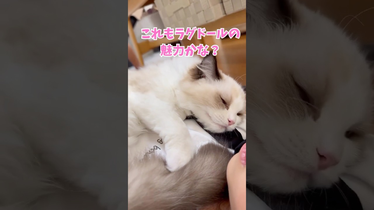 姪っ子の上でウトウト…さすがラグドールのミヨン🐈