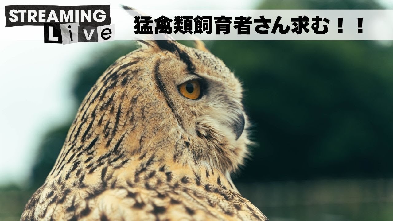 【雑談枠】ただの平和なやつ🦉