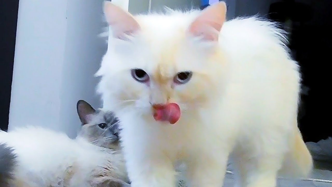 Ragdoll cats' reaction to their brother's strange behavior