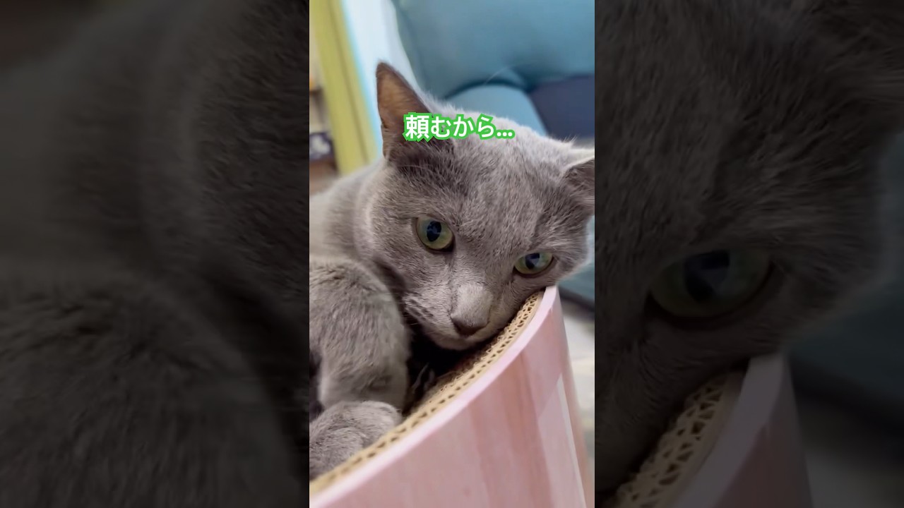 頼むにゃ〜💦  #猫 #ロシアンブルー #shorts