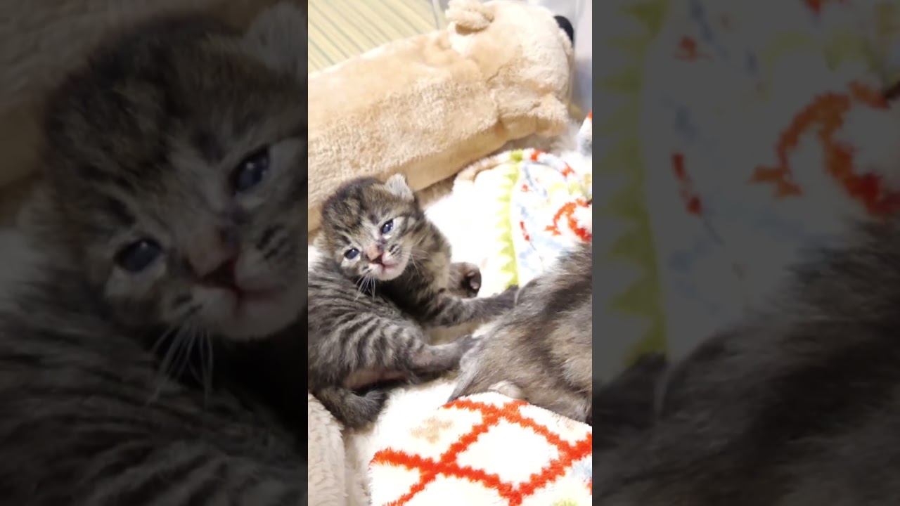 我慢の限界ですよと寝起きの子猫がママにおトイレをお願いする？【赤ちゃん猫　保護猫】#asmr