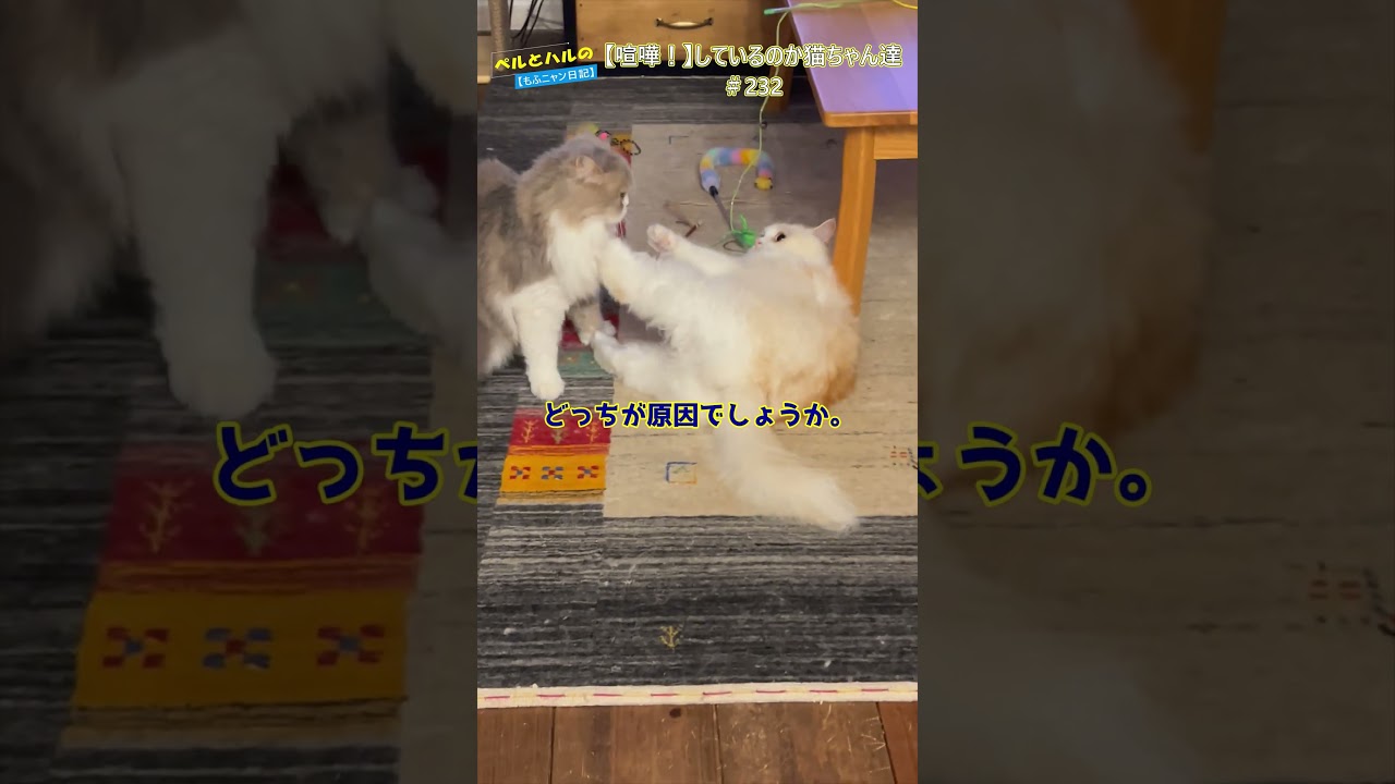【喧嘩！】してるのかな？ #cat #スコティッシュ＃セルカークレックス＃長毛猫 #ねこ＃喧嘩