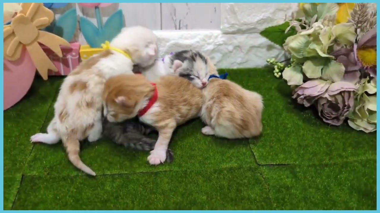 Coo&RIKU　No.00727790 アメリカンカール