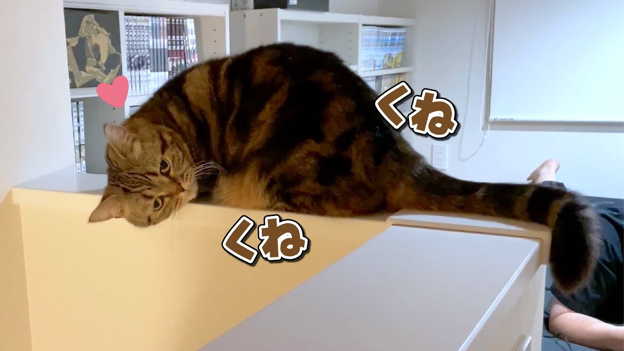恐ろしい場所で甘え始めちゃう猫にヒヤヒヤさせられました…！