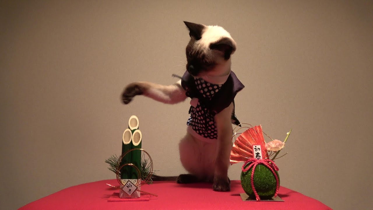 新年早々からお転婆ぶりを披露するシャム子猫(正月衣装😸👘🐾🎍♬)