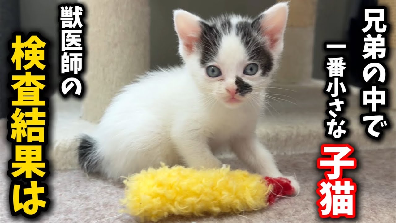 一番小さい350gの子猫、心配していましたが…