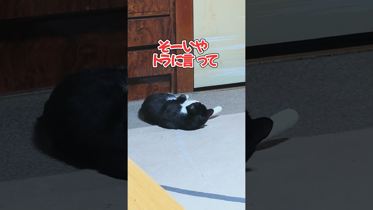 捜し物( ΦωΦ )#shorts#ハチワレ#コラット#アフレコ