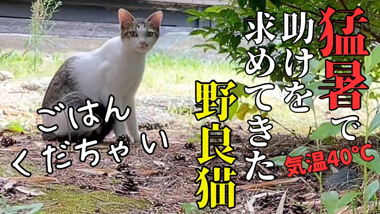 おなかを空かした野良猫を放っておけない！猫が大好きなオッサン